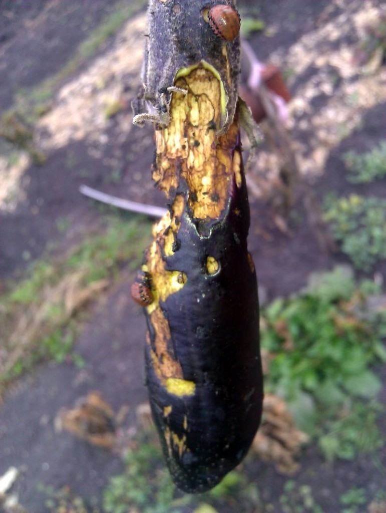 Каларадские жуки едят баклажан